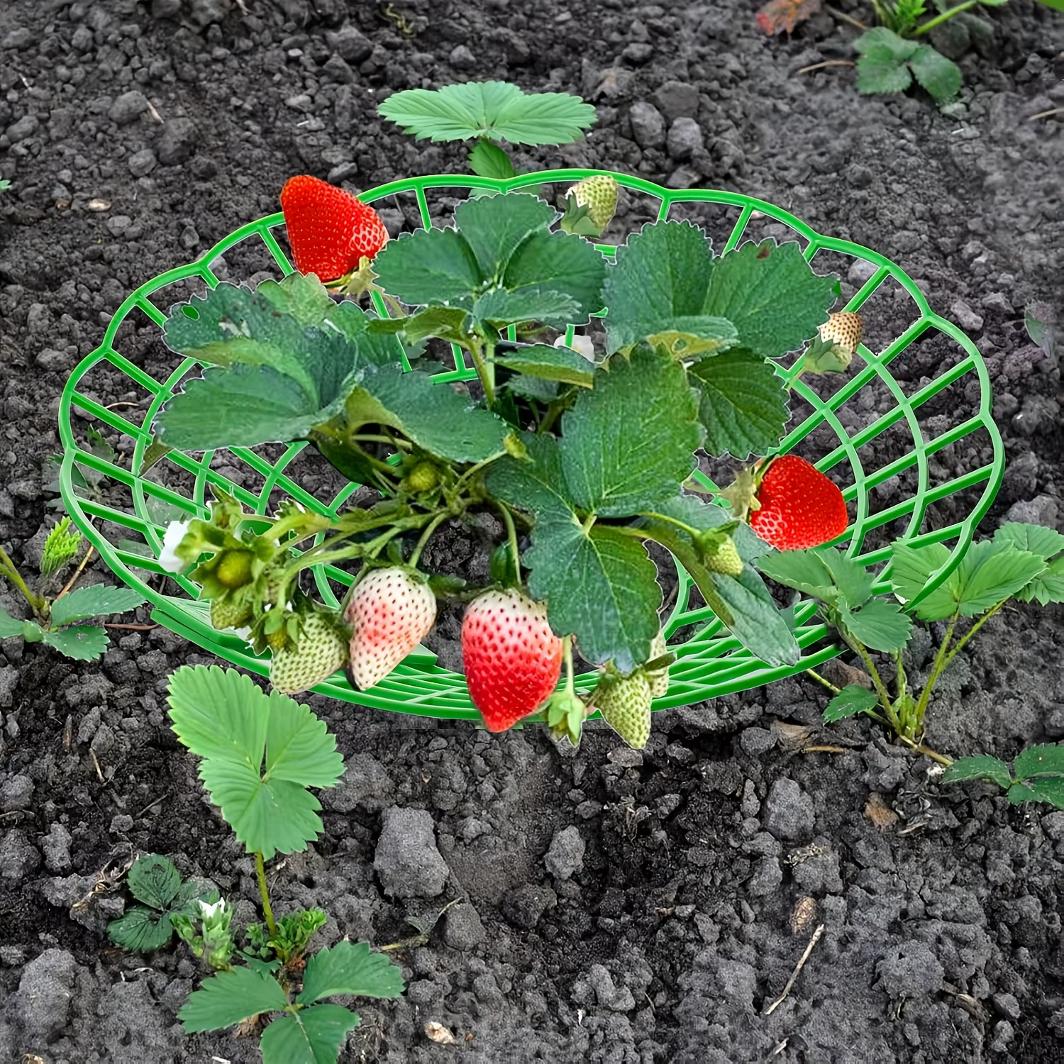 Lot de 12 supports de plantation pour fraises vertes