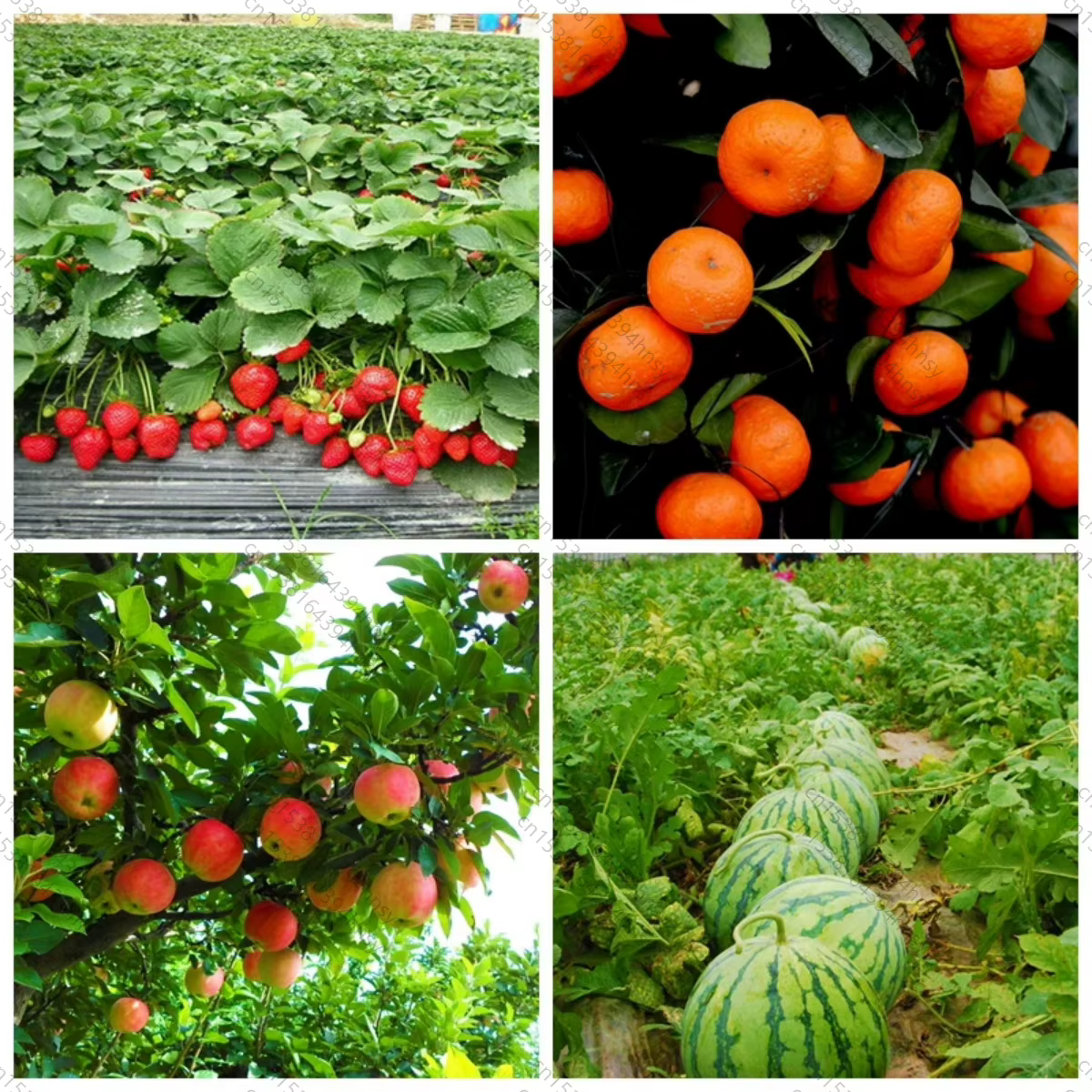 Chaud PGR Super plante grandir engrais Gibberellic Gibberellin acide GA3 90% à vendre