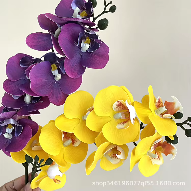 Film d'impression 3D Phalaenopsis