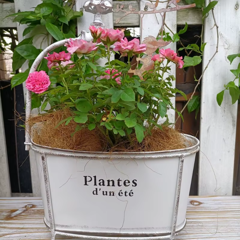 User inière Ovale en Fer pour Plantes de user inage