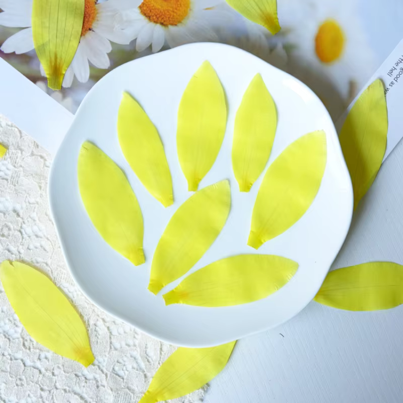 Pétales de fleurs de nénuphar séchées