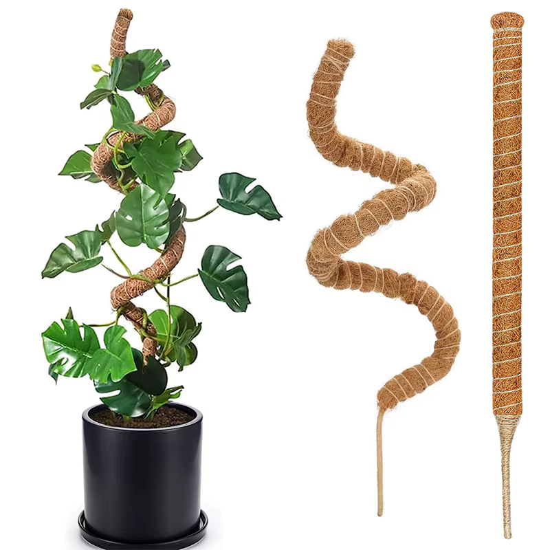 Poteau de mousse pour plantes Monstera