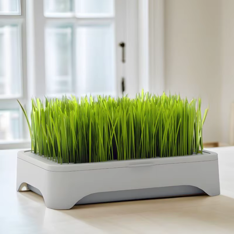 ㈅ Bac de culture hydroponique pour herbe à chat, pot de semis de blé sans terre, dispositif hydroponique pour herbe pour chatons, pot de culture horticole