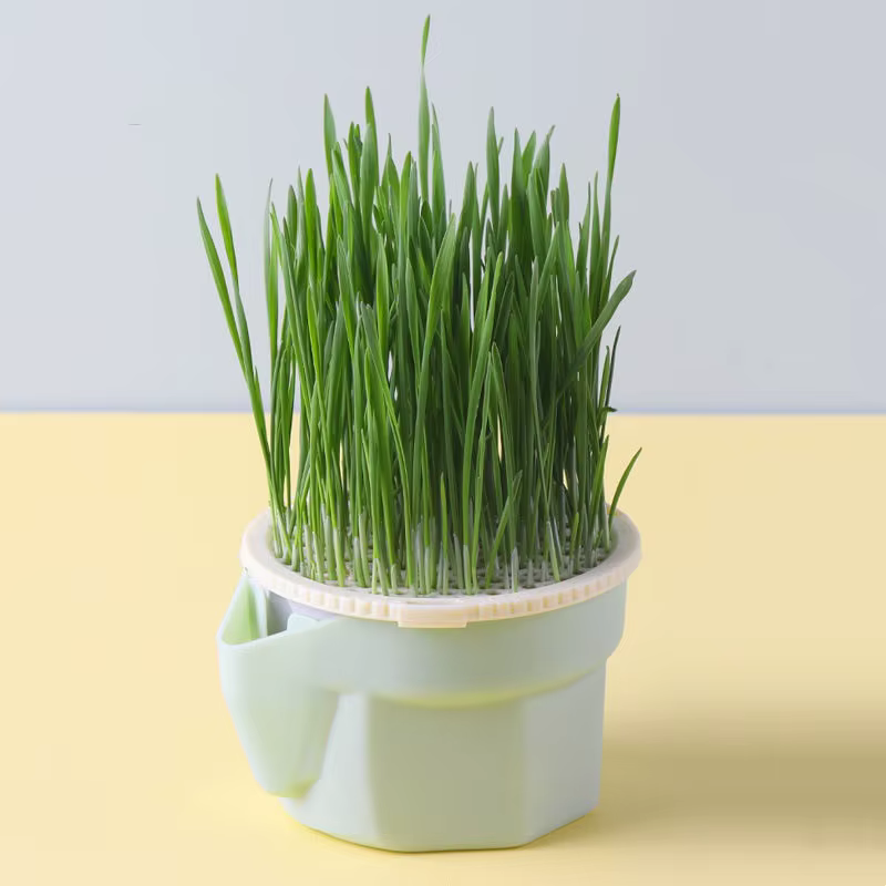 Tasse d'herbe pour chat
