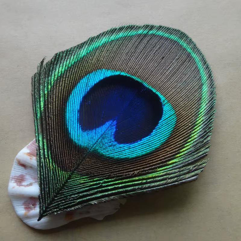Grand Oeil de Plume de paon naturel bleu
