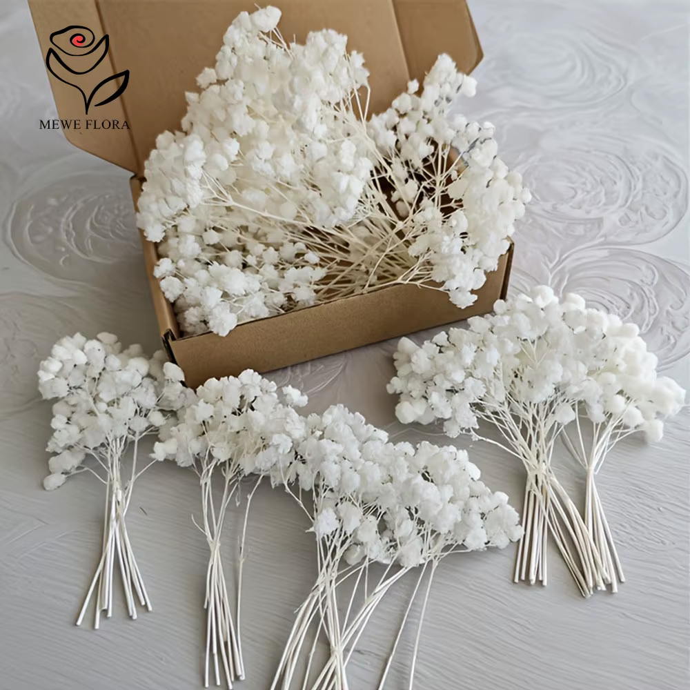 Lot de 50 mini-bouquets de fleurs séchées Gypsophile blanches