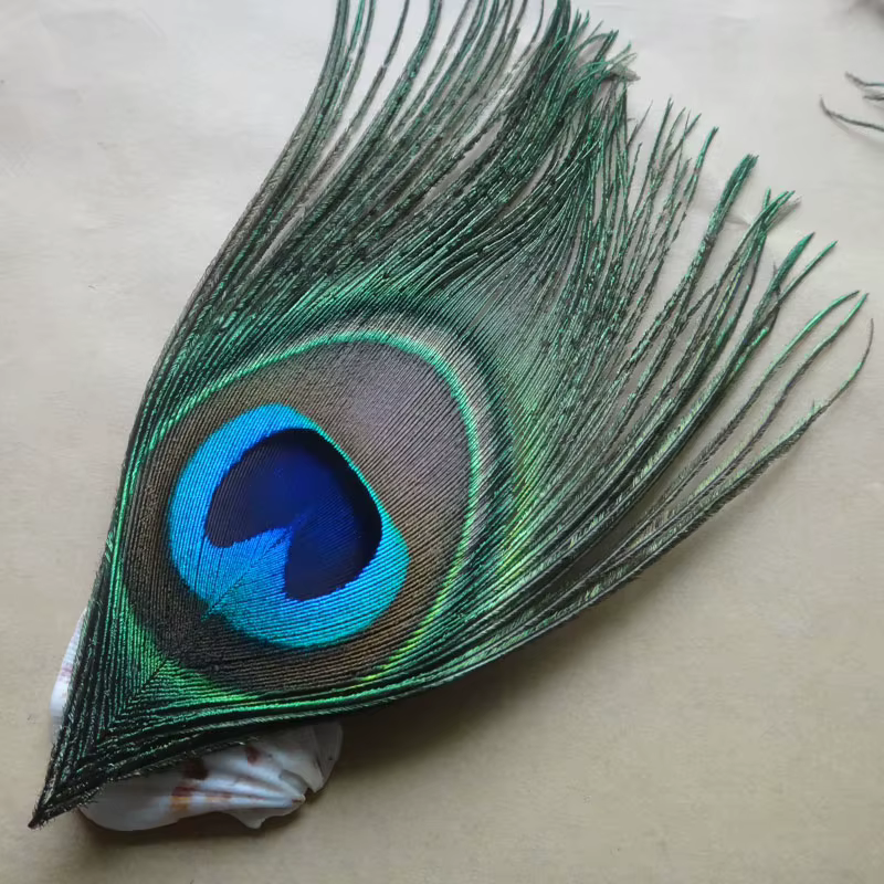 Grand Oeil de Plume de paon naturel bleu