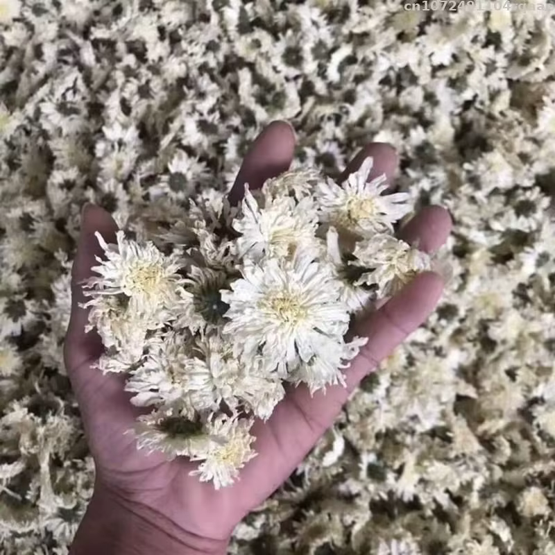 Les fleurs de chrysanthème séchées en vrac de qualité sont utilisées pour la fabrication de bougies