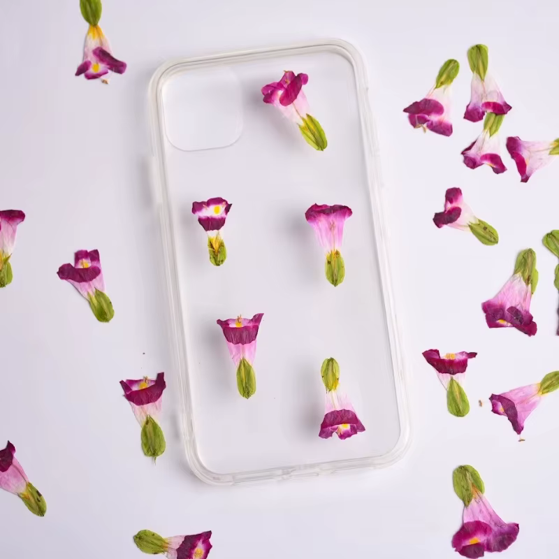 12 pièces, fleurs séchées naturelles de Torenia