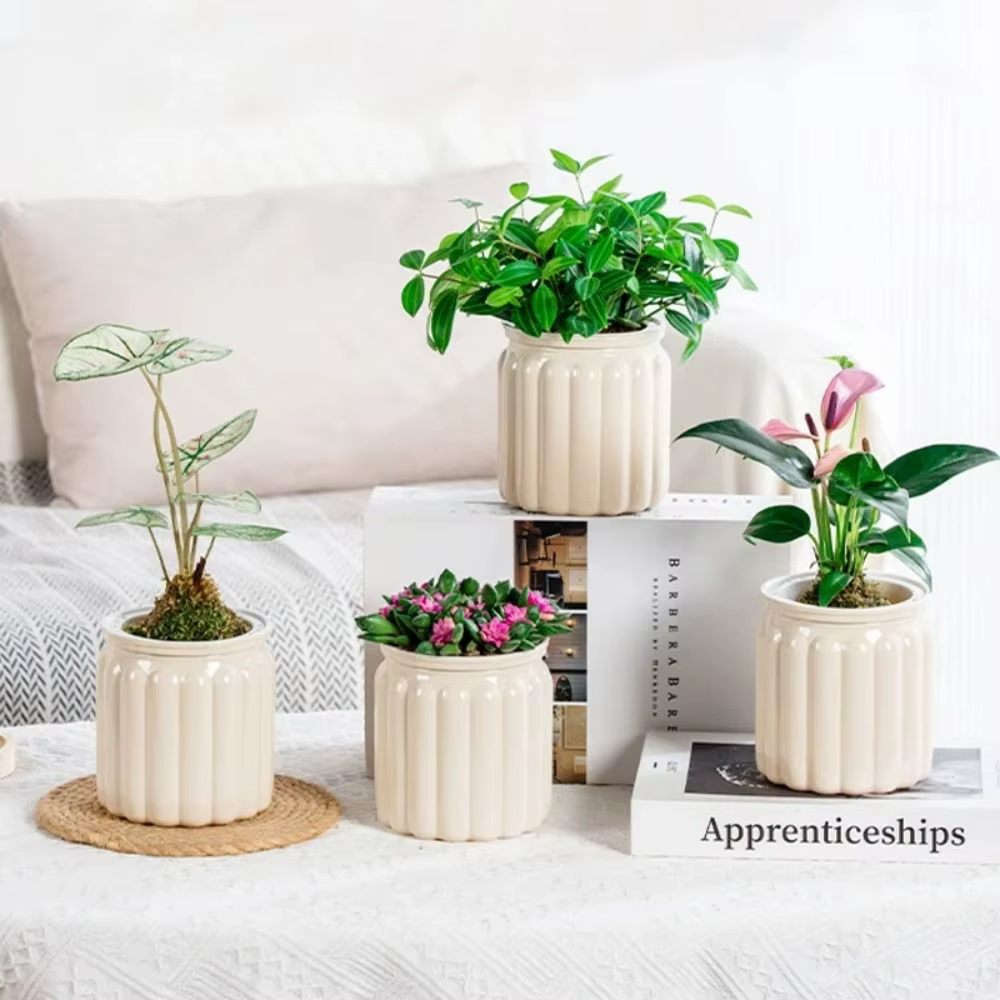 Mini jardinière hydroponique pour plantes succulentes d'intérieur
