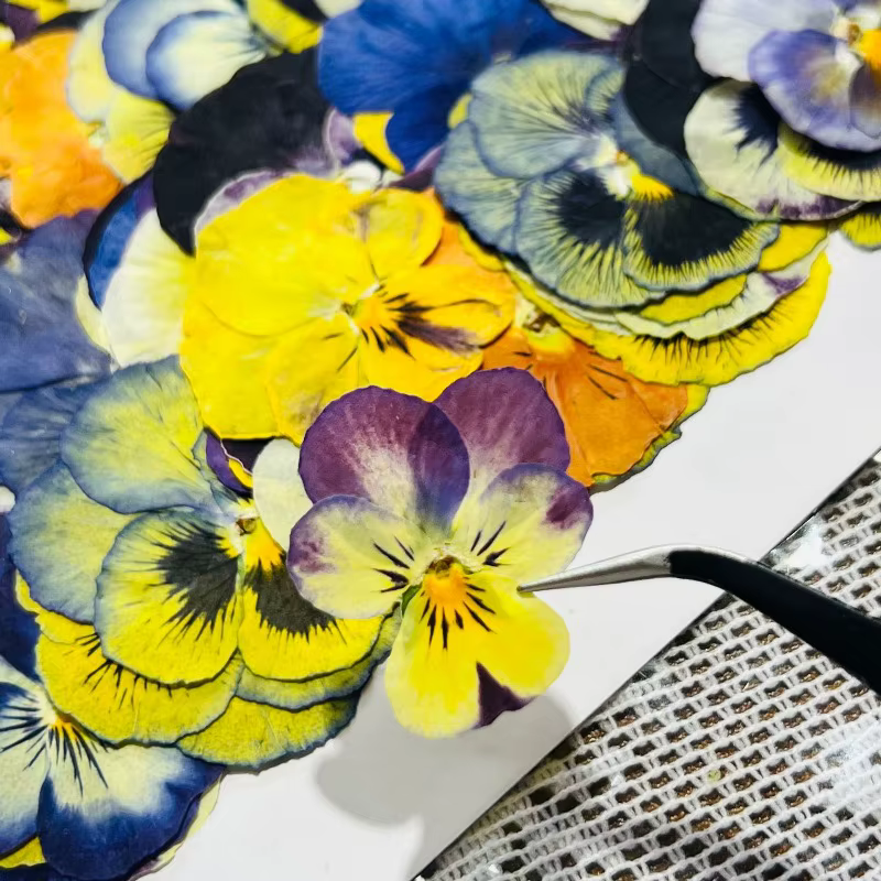 Fleurs séchées pressées pour l'art en résine