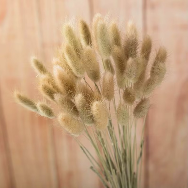 Bouquet d'herbe de pampas blanc naturel