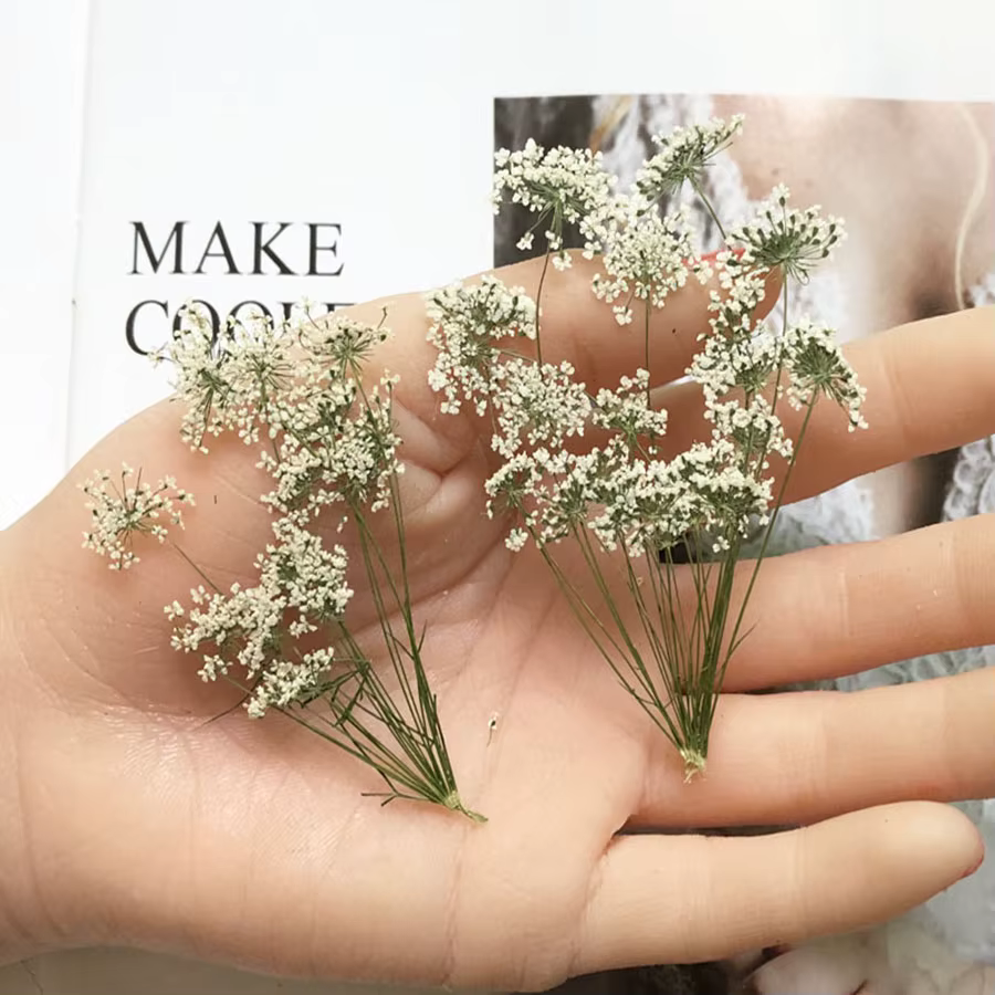 PMurcia-Fleurs séchées naturelles blanches multi-têtes Ammi Majus