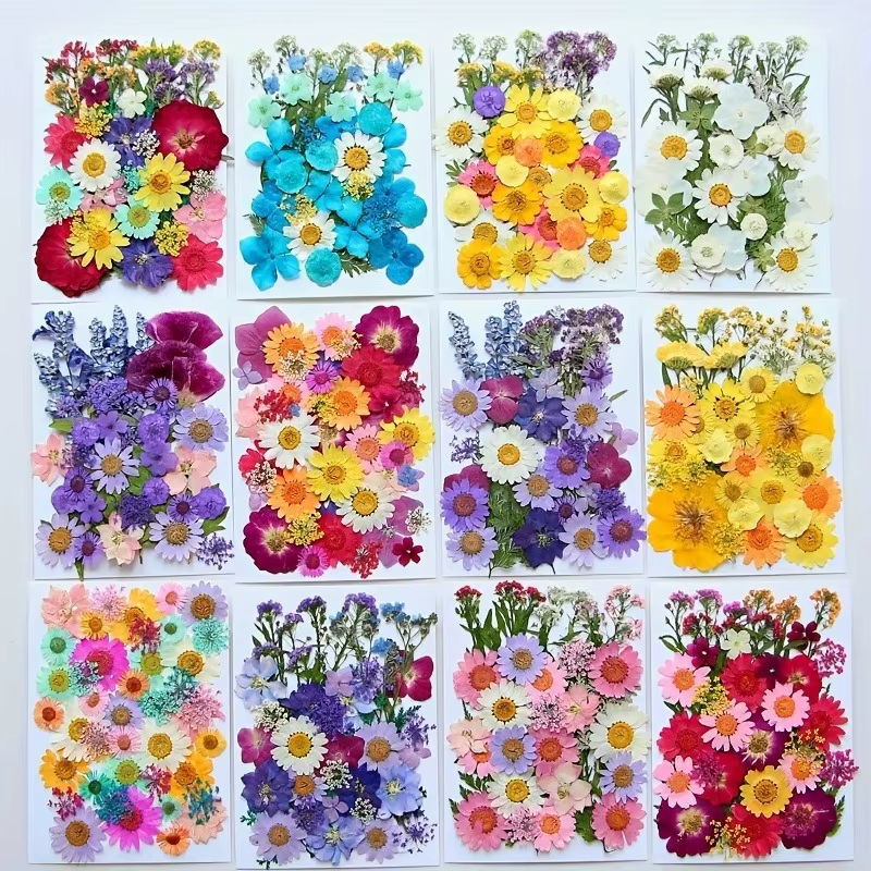 Fleurs pressées séchées pour moule en résine