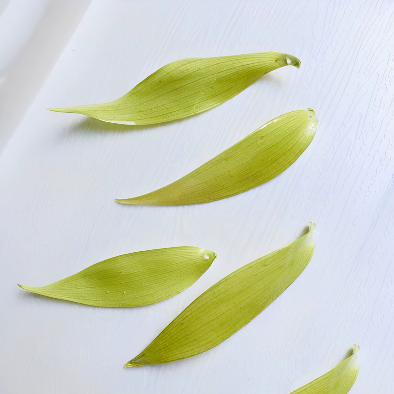 Aqumotic – plantes sèches
