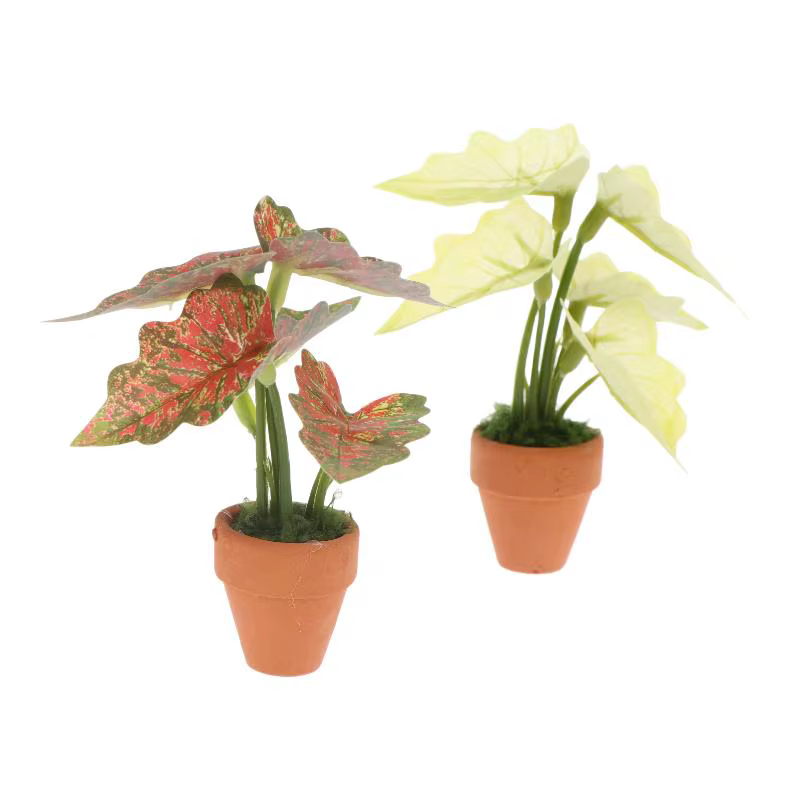 Miniature Plante en Pot Taro Vert Arrière-Plan Tortue