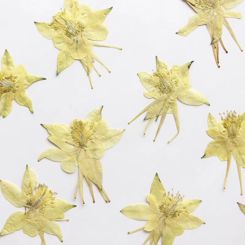 Pétales de fleurs de columbine naturelles
