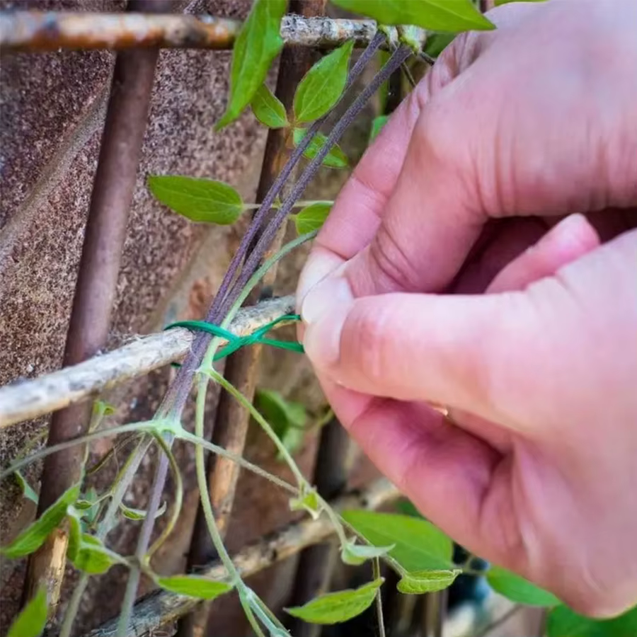 Corde de support pour plantes de 1181 pouces/30m
