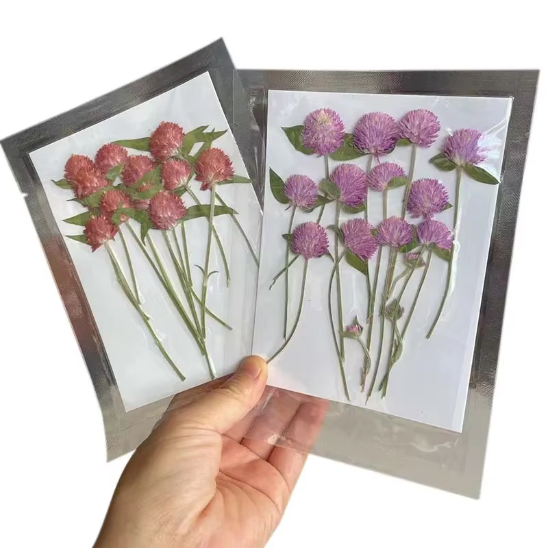 Fleurs Gomphrena séchées pressées naturelles