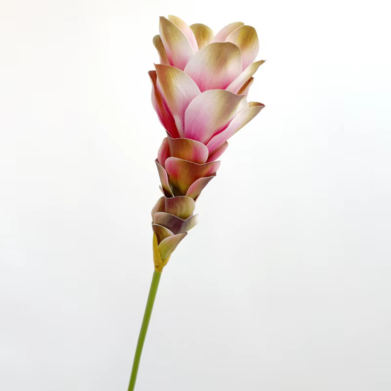 Simulation de fleur de gingembre dégradée
