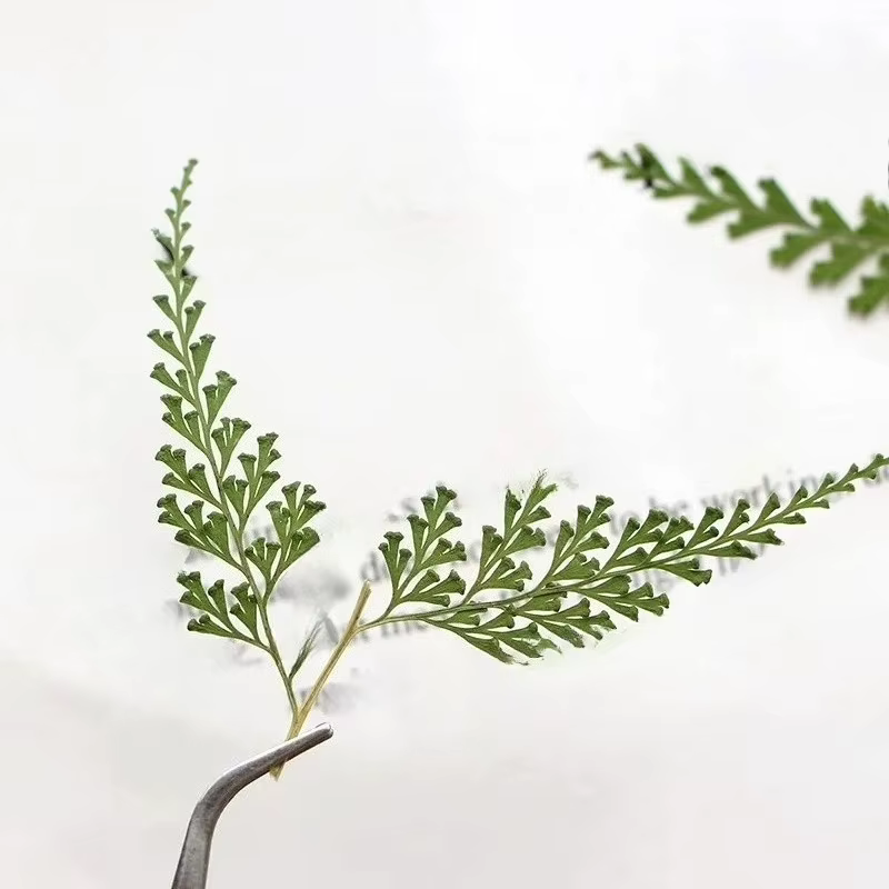 Nature PMurcia Fern Branches