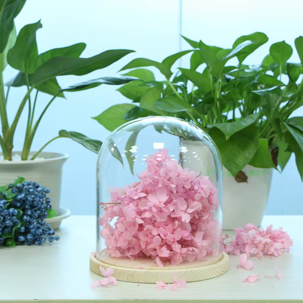 Pot en verre dôme avec Base en bois