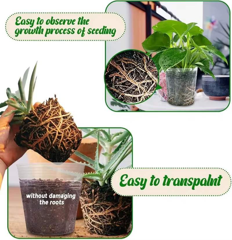 Pot de fleurs Transparent pour plantes