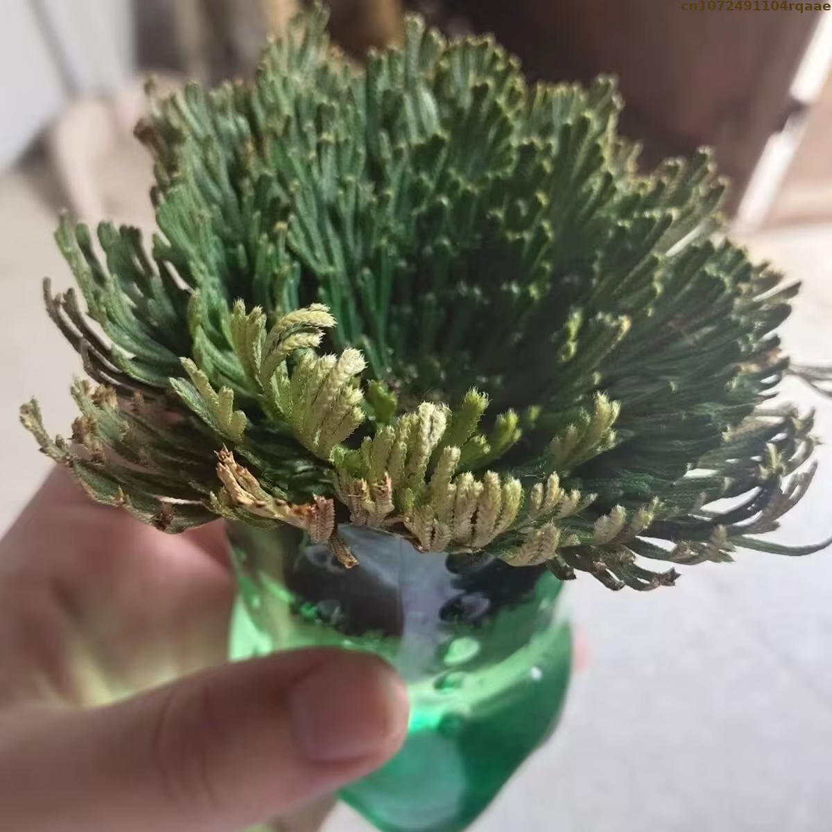 Jericho – boules de Selaginella Tamariscina séchées en Rose naturelle