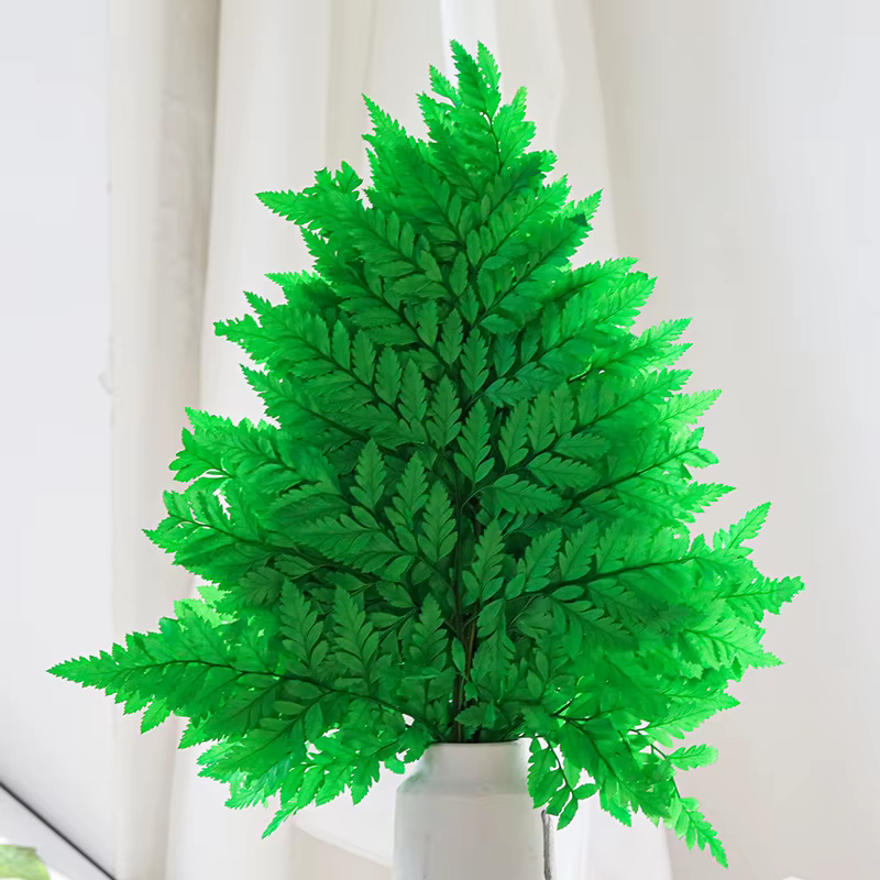 Fleurs de fougère naturelle pour la décoration intérieure