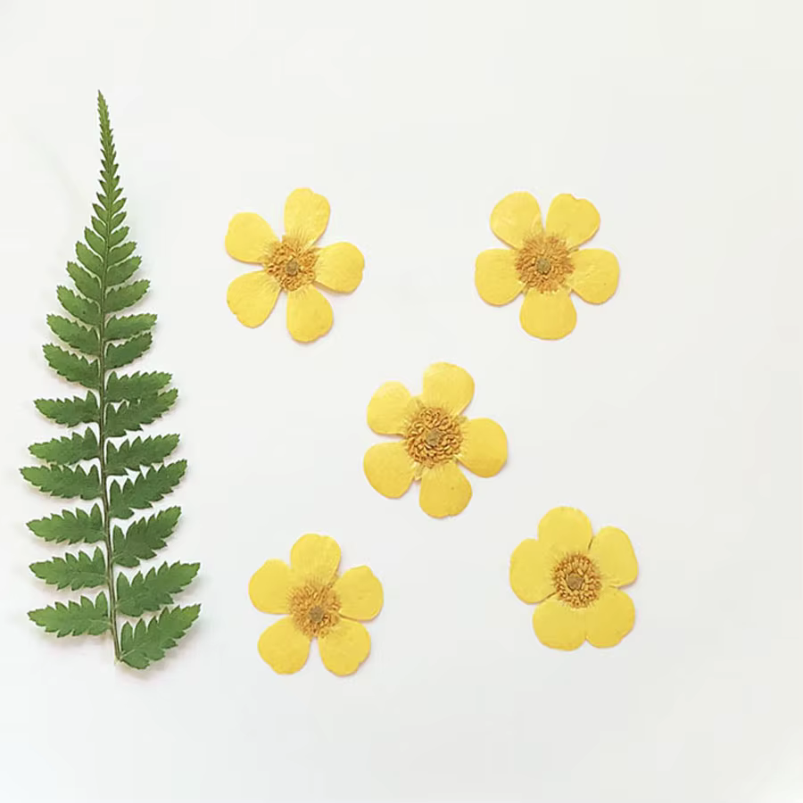 PMurcia Ranunculus jaune séché