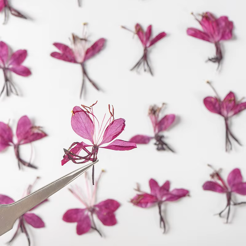 Lot de 12 fleurs de Gaura séchées pour DIY