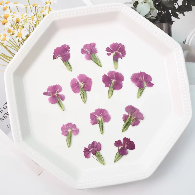 24 pièces/2-3CM, œillet naturel fleur séchée en relief acacia prune vraie