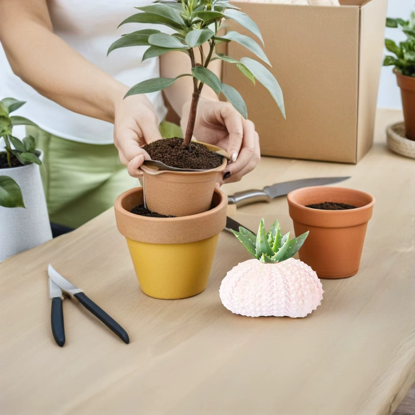 6 Pièces Supports Créatifs pour Plantes Aériennes en Forme d'Urène de Mer