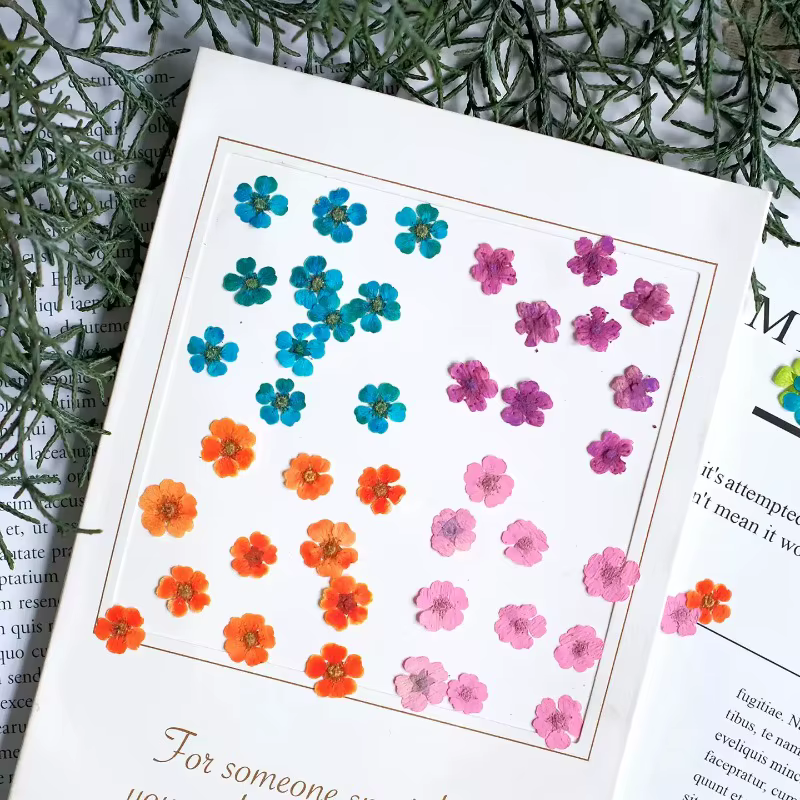 100 pièces, fleurs séchées pressées teintes Spiraea