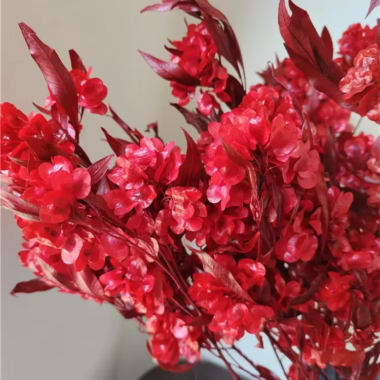 Bouquet de fleurs d'iris séchées