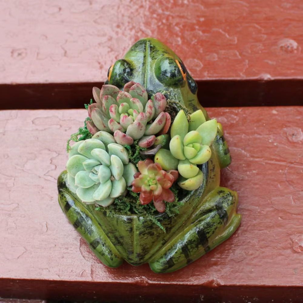 Pots de plantes succulentes grenouille en résine créative