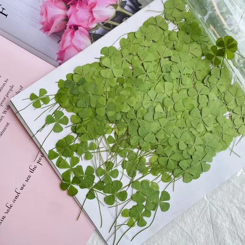 Trèfle à quatre feuilles pressé naturel