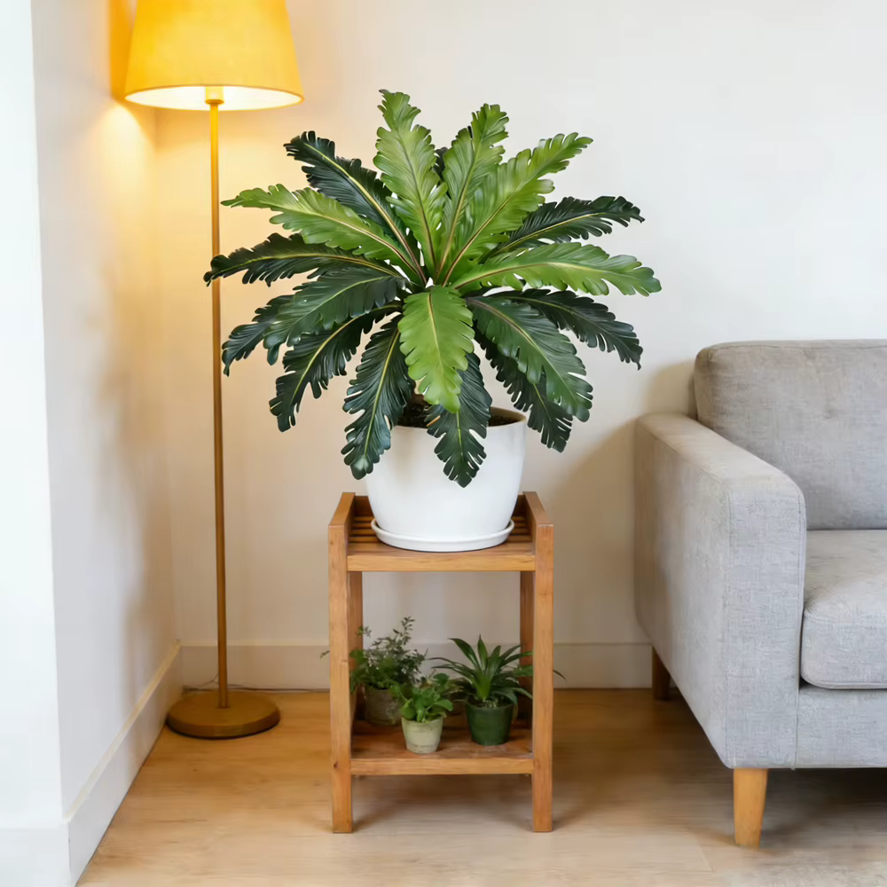 Plantes artificielles de fougère tropicales vertes de 45-50 cm