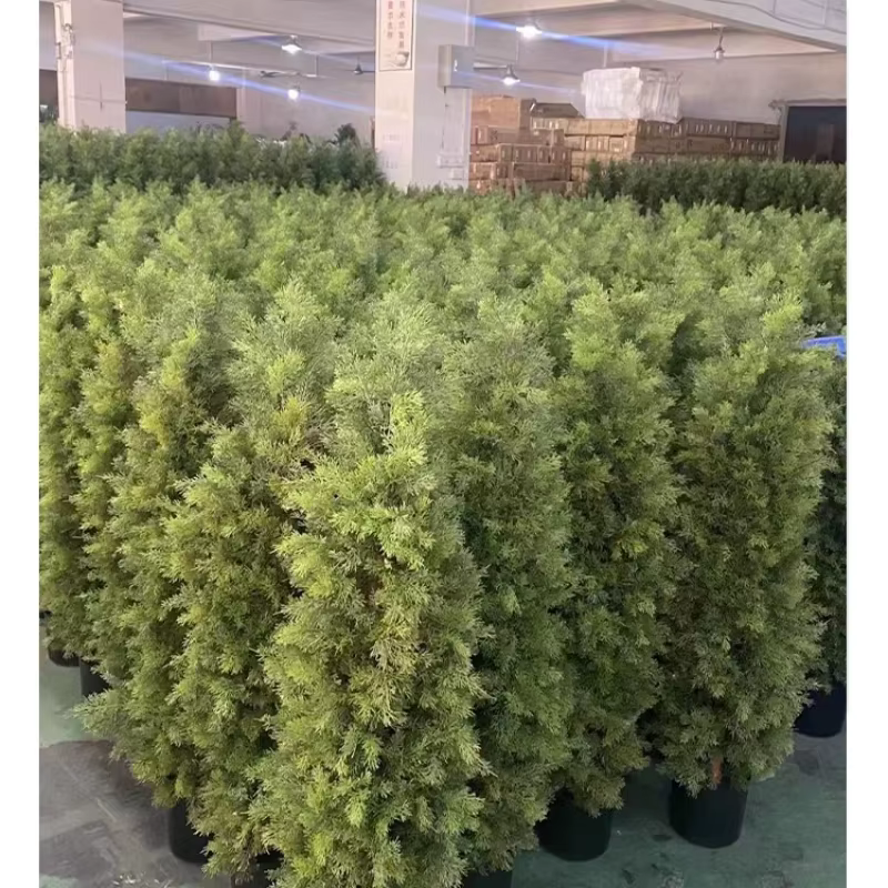 Simulé pin vert et cyprès