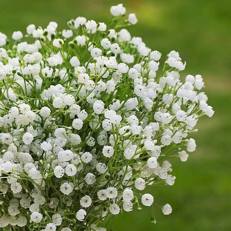 Fleurs artificielles pouvez-vous psophila blanches