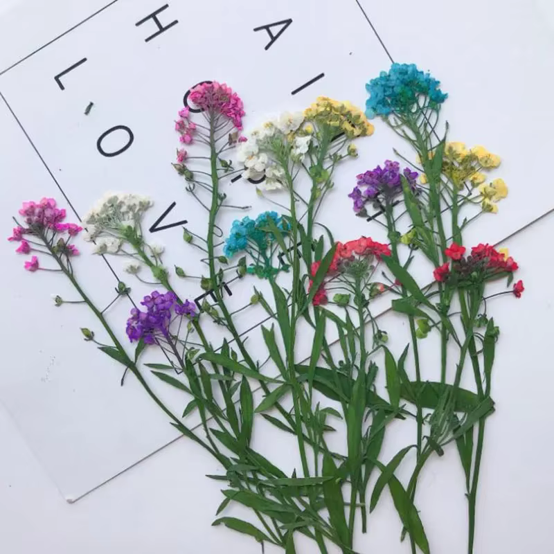 PMurcia-Fleur de Maritima séchée