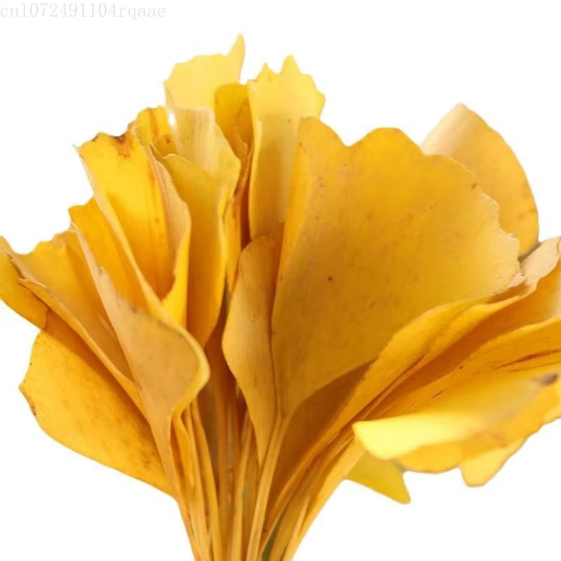 Feuilles séchées de Ginkgo Biloba naturelles