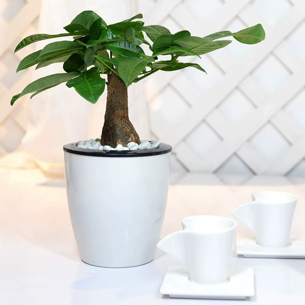 Pot de fleurs en plastique automatique pour la décoration de bureau
