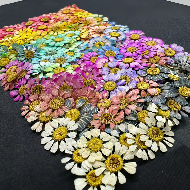 12 pièces/1-2 cm, Mini fleur sèche naturelle camomille