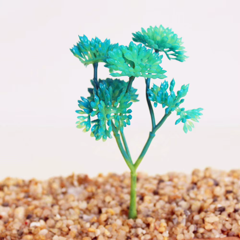 Mini plantes succulentes
