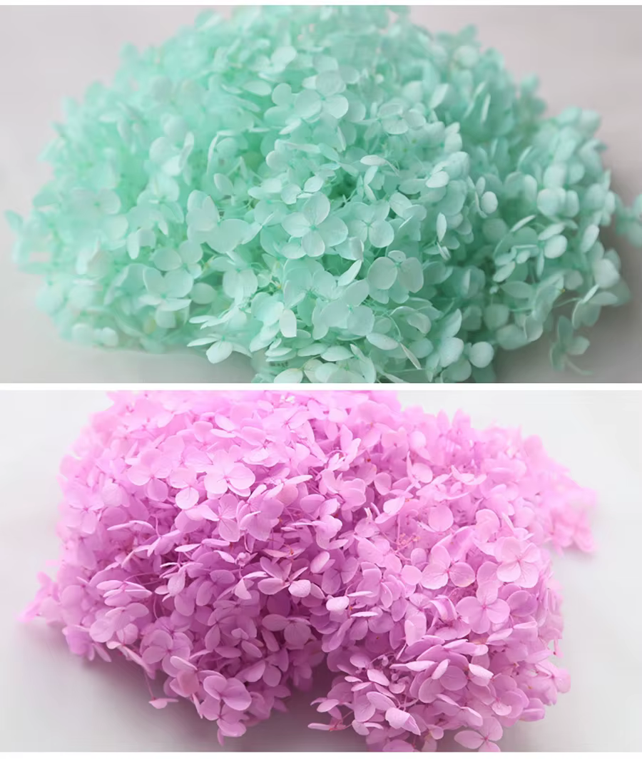 Petite feuille d'hortensia Anna éternelle conservée