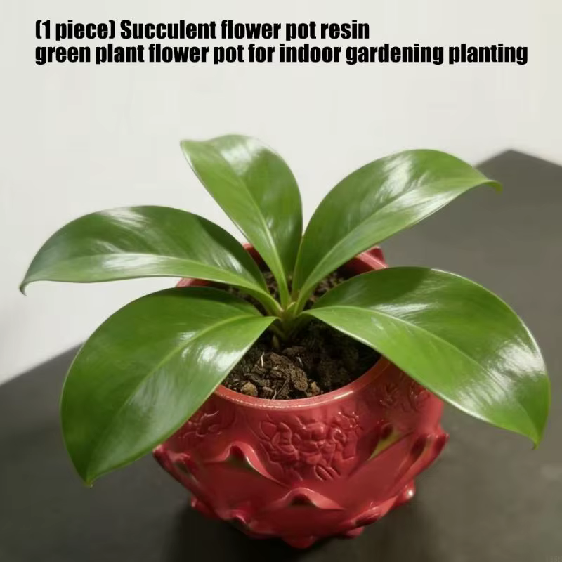 Pots plantes succulentes