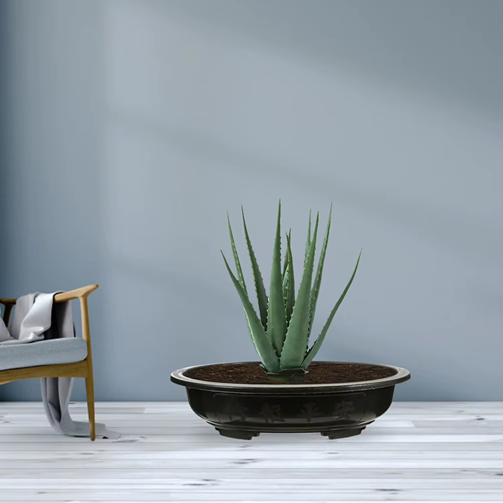 Lot de 2 grands pots ovales pour fleurs et bonsaïs