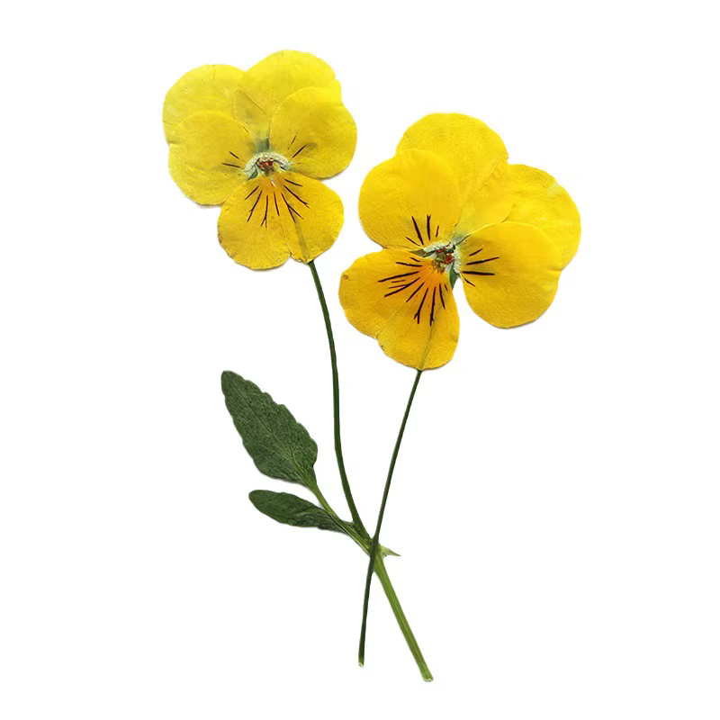 12 pièces/7-10cm, Corydalis coins jaune naturel pressé fleur sèche bricolage signet goutte