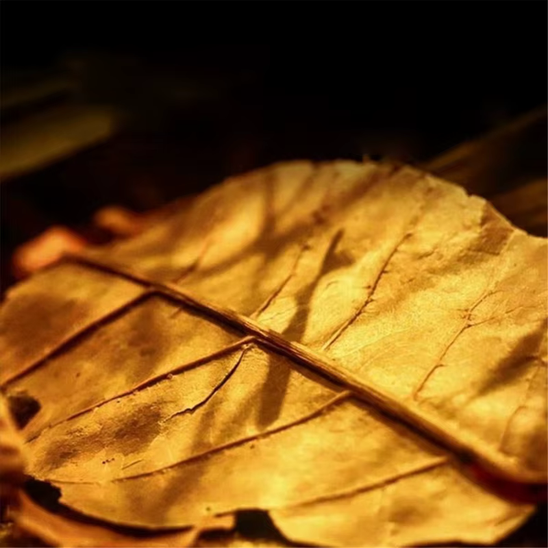Feuilles Catappa naturelles